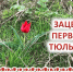 Зацвел первый тюльпан - Заповедник Ростовский