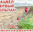 Зацвел первый тюльпан - Заповедник Ростовский